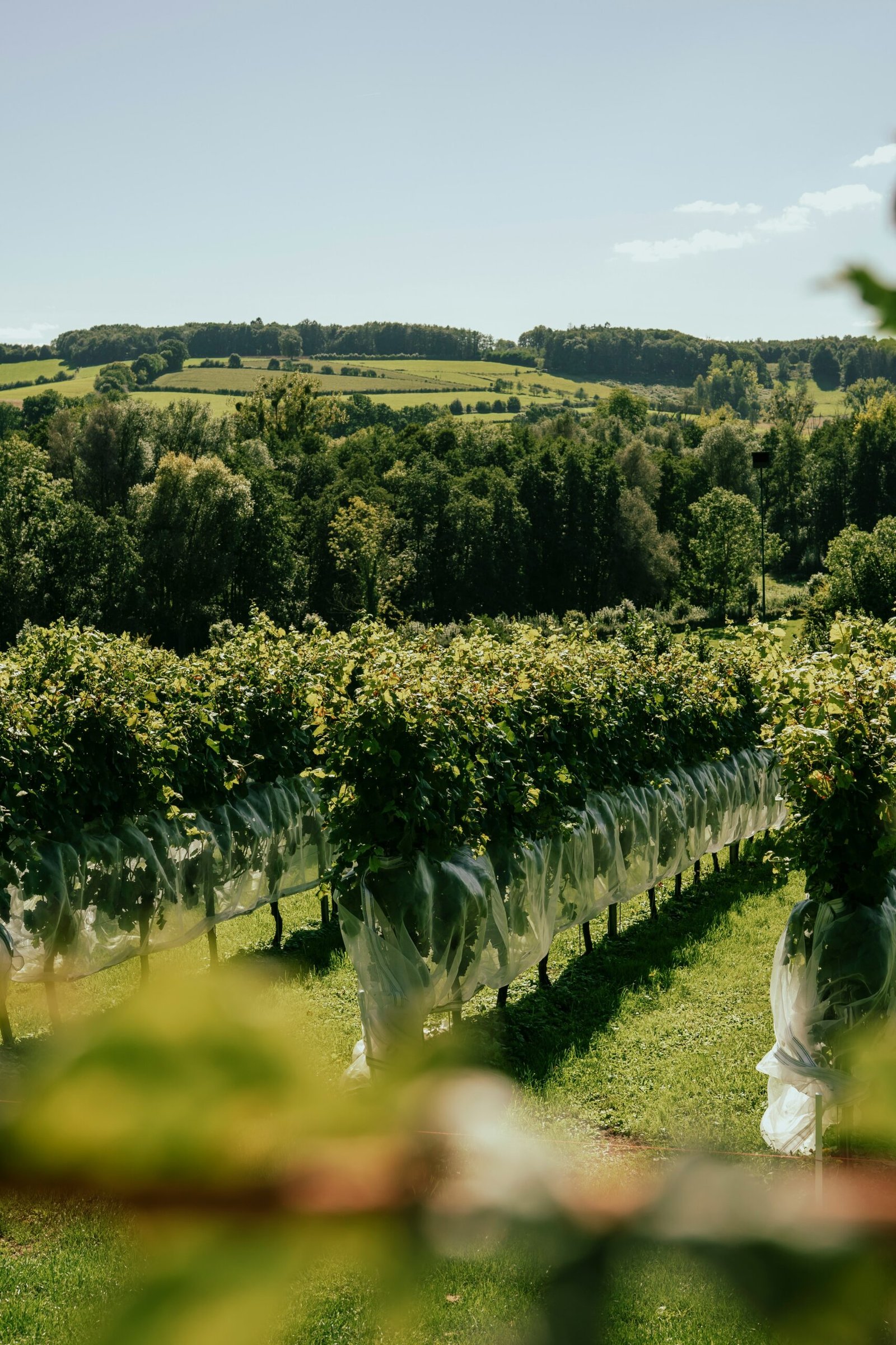 a large field of green plants with trees in the background